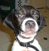 alan as a baby  - this is my dog alan when he was very small ..