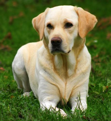 labrador - a cute dog.. Very loyal to his master...