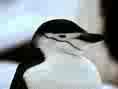 penguin face, in black and white and color! - the face of a type of penguin, quite handsome if not odd since they seem to fly underwater.. flipper for wings and webbed feet!  and they toddle when they walk...