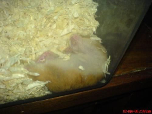 hamster - My hamster while she's sleeping