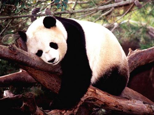panda - panda