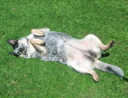 My Dog Jessica  - This is a picture of my dear dog Jessica sunning herself on the grass