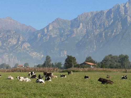 Cows and mountains - Panasonic DMC-FZ20 Exposure 1/500 ISO 80