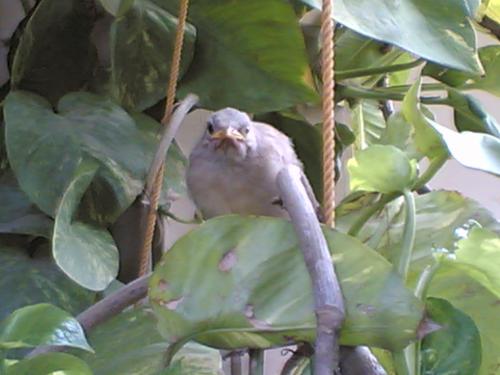 Cute Birdie... - This is one pic that I clicked from my cell and loved it the most... Its my wallpaper right now...I dont know how it turned out so good cuz I aint no photographer , but I kinda loved this pic....