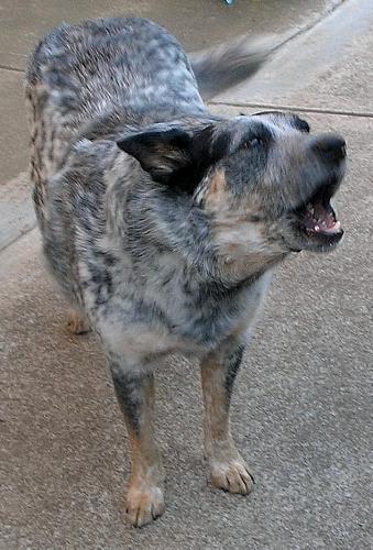 My Dog Jessica - This is another picture of my dear dog Jessica - Blue Cattle Dog. In this picture she is demanding that I play with her