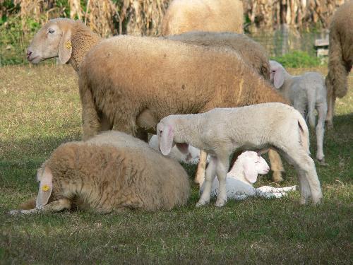 Sheep - Panasonic DMC-FZ20 ExposureTime - 1/400 seconds ISO 80