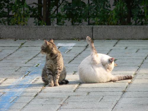 Cats - Panasonic DMC-FZ20 Exposure 1/125 ISO 80