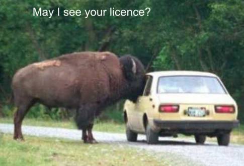 license - someone wants 2 check ur license.