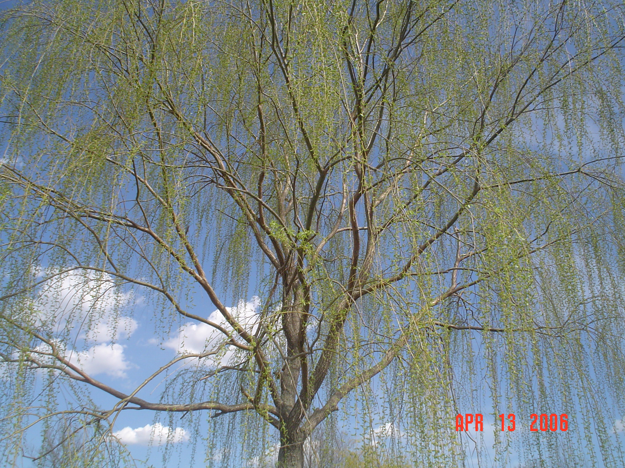 Weeping Willow Tree - a picture of a Weeping Willow in the park during spring (in PA)