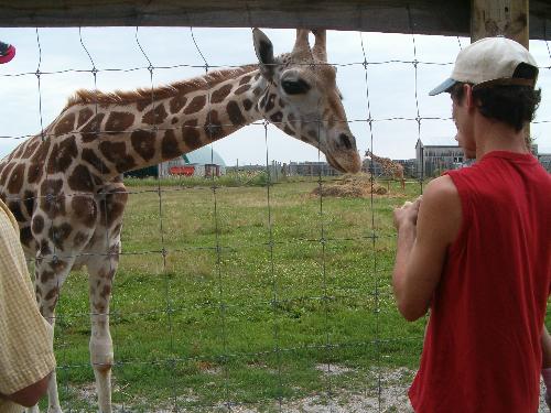 BANANAS!! - I had no idea that Giraffes eat bananas. I went to a petting zoo and they sell bananas and ice-cream cones filled with food pellets to feed to the animals. REALLY fun!