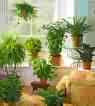 houseplants - indoor gardening at its best...healthy green plants, some can have spines and thorns...these are tall and happy looking. houseplants - indoor gardening at its best...healthy green plants, some can have spines and thorns...these are tall and happy looking.