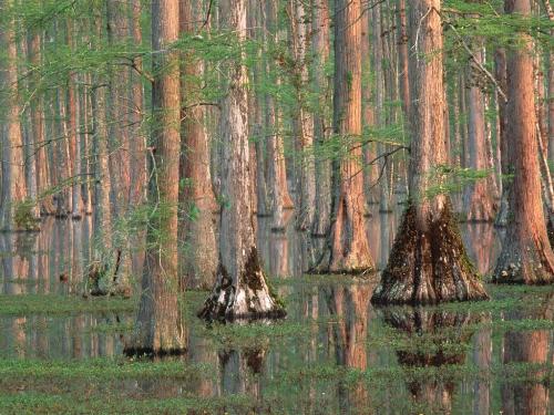 Cypress Trees, South Carolina - 1600x1200 - ID 2 - Destination - Cypress Trees, South Carolina - 1600x1200 - ID 2............ Best locations from around the world ... Truly an adventurer's paradise...High Resolution Photography
