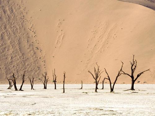 Dead Ulei, Namib Desert, Namibia, Africa - 1600x - Destination - Dead Ulei, Namib Desert, Namibia, Africa - 1600x............ Best locations from around the world ... Truly an adventurer's paradise...High Resolution Photography