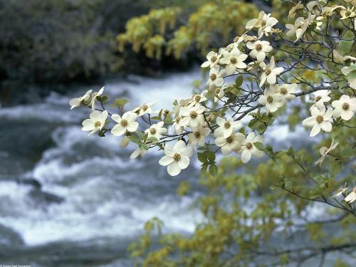 Dogwood Tree Blooms, Yosemite, California - 1600 - Destination - Dogwood Tree Blooms, Yosemite, California - 1600............ Best locations from around the world ... Truly an adventurer's paradise...High Resolution Photography