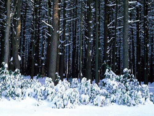 Eastern White Pine Trees, Pocono  - Destination - Eastern White Pine Trees, Pocono ............ Best locations from around the world ... Truly an adventurer's paradise...High Resolution Photography