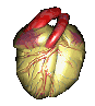 Human Heart - animated human heart