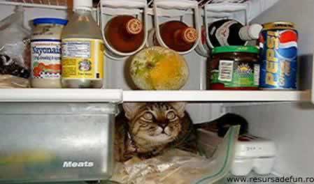 Cat foof - cat food