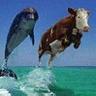 Cows can swimm? - cow