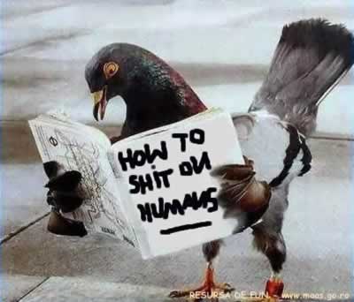 how to shi.....t on humans - bird