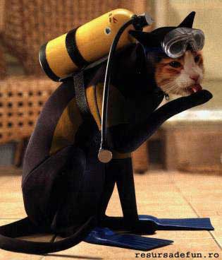 dieving - dive