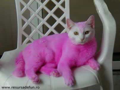 pink cat - cat