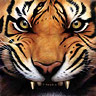 tiger - tiger