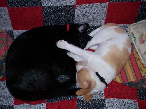 My cat and dog. - Yes, these are my 2 pets.  Mikey is our little Rat Terrier puppy.  And, Diablo, is our black, domestic, shorthair cat.
