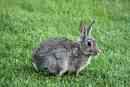bunny in the grass - a nice furry bunny in the lawn of some yard
