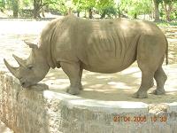 Rhiboceros - PHotographed at Mysore zoo, India