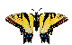 butterfly  - yellow butterfly in flight