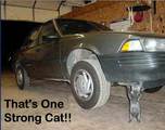 Strong Cat. - Strong Cat.