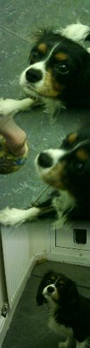 my dog - A small snappo of my little king charles spaniel A great big barrel of funness :D so cute and cuddly wanna stroke him? :D His name is robbie :D dnt you just love him :D
