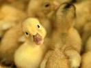 yellow,sweet ,chics. - arnt they just so cute.