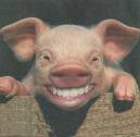 Baby,bacon,piglet. - This baby is smiling so that you will not want to eat him.