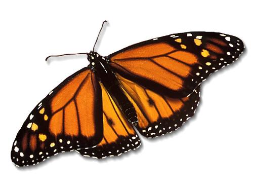Butterfly - A butterfly.