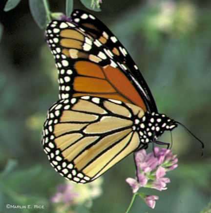 Butterfly - A butterfly.