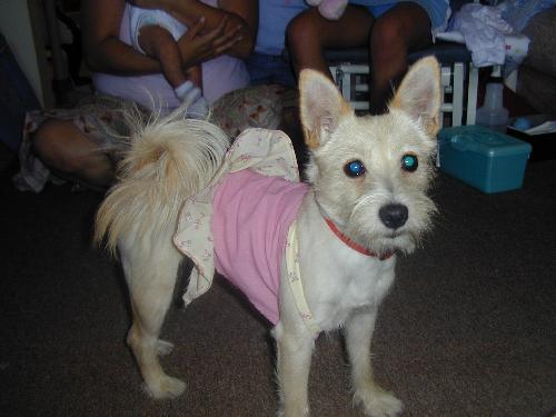 dog - A crazy dog