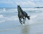 horse on the beach! - horse on the beach!