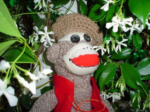Wallace in Jasmine - Hi. I'm Wallace and this is my garden.