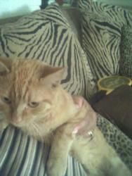 pic of my kitty