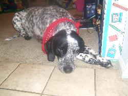 Dog - Dog sleeping on floor with bandana