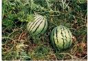 Watermelon - Watermelon growing in the garden.  Lets eat!