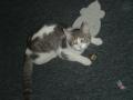 My cat Leahroy - Our cat Leahroy, she is...cute eh?
