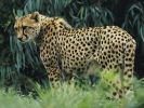 cheetah - cheetah
