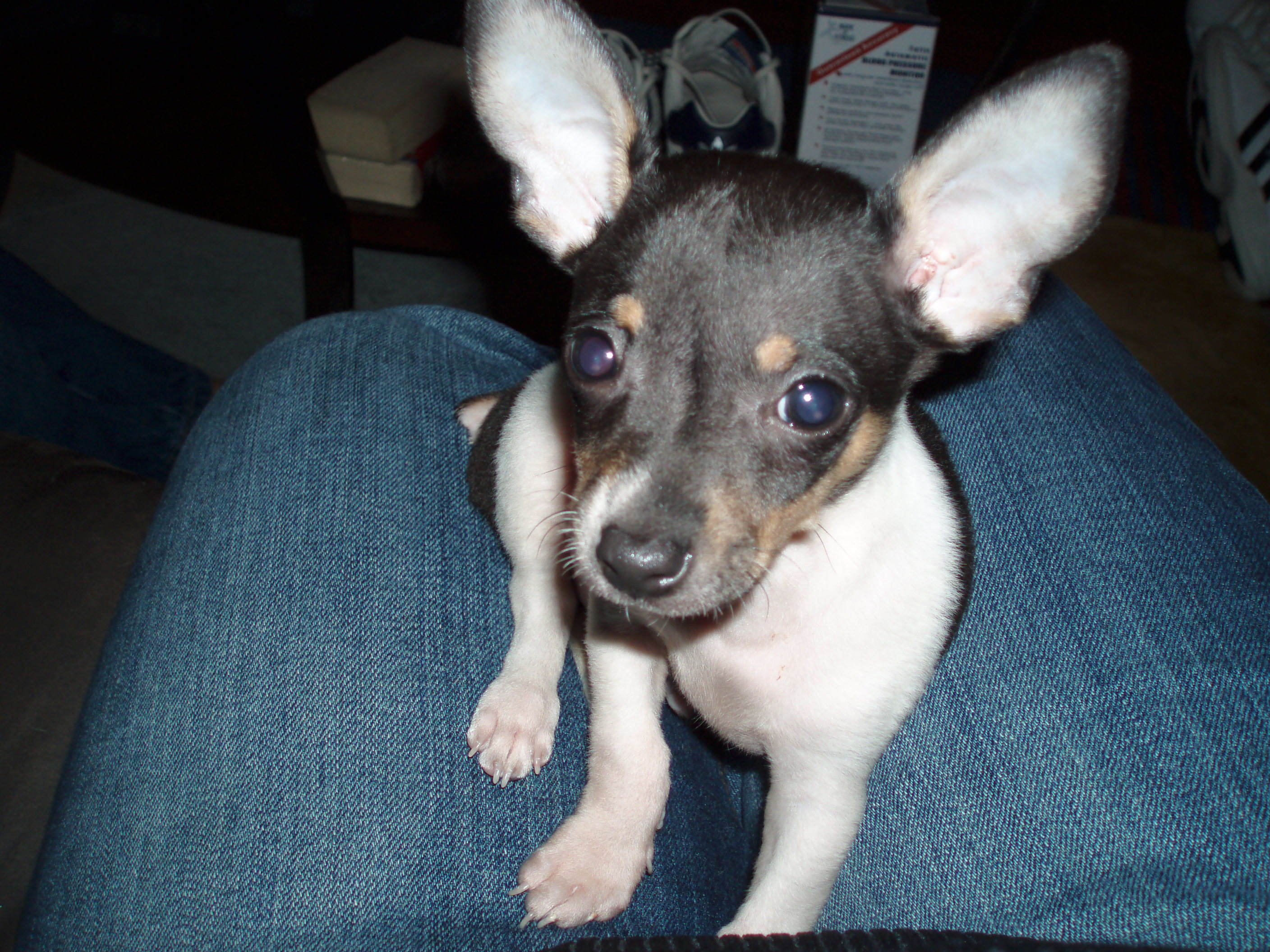 Jake  - One of our best buddies' dogs. Isn't he adorable.