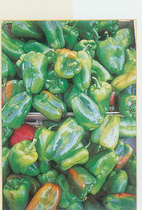 Green Pepper - Green Pepper