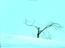 Barren Tree - Found this while surfing through one of the CSS tutorial sites;
