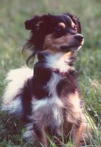 CINCIN - MY DOG