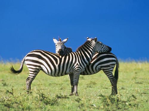 zebra - a pair of zebra