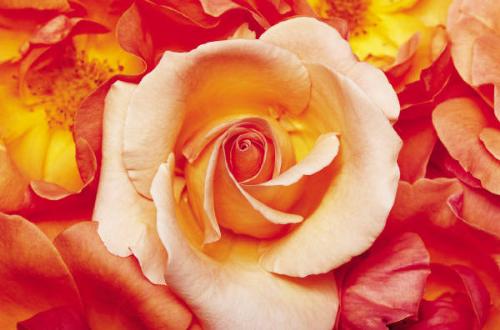 rose - rose